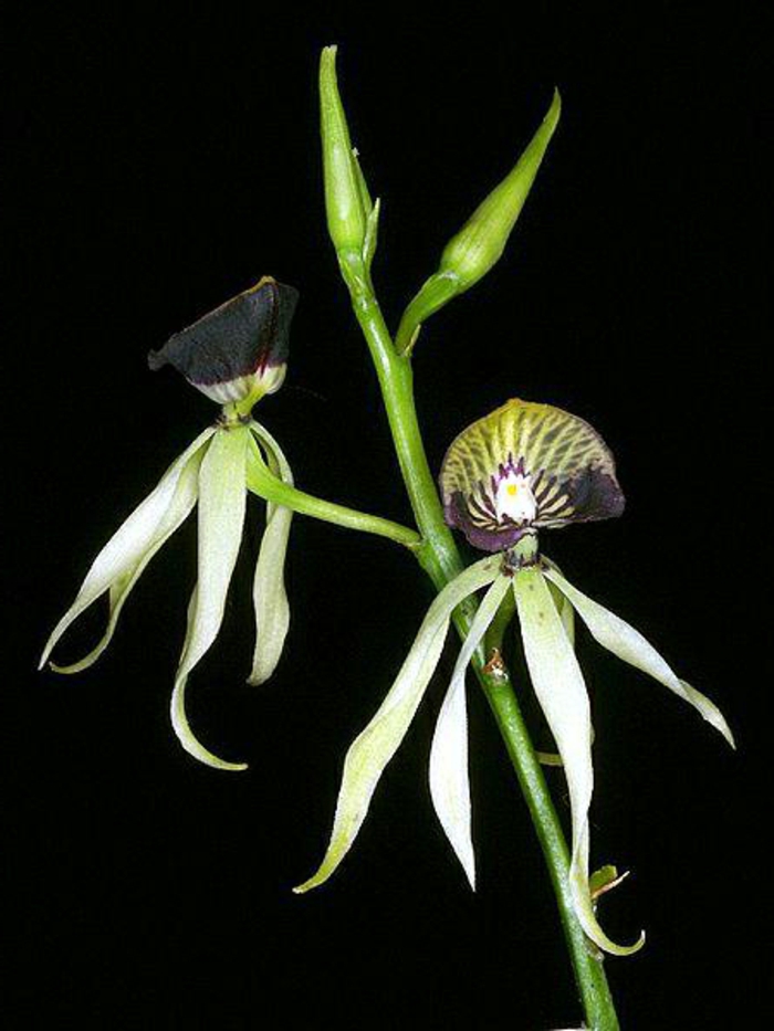 schwarzer-Hintergrund-Orhideen-Arten