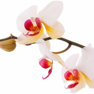 Die bestens bekannten Orchideen Arten