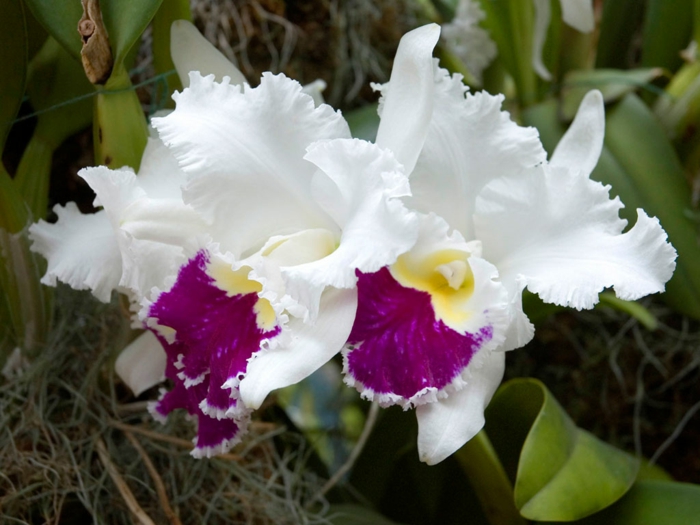 weiße-Orhideen-Arten-lila-gelb