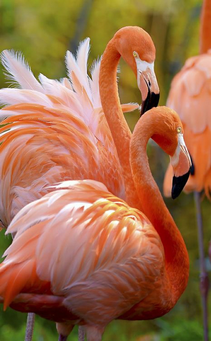 zwei-Flamingos-rosa-Federn-schön-exotisch