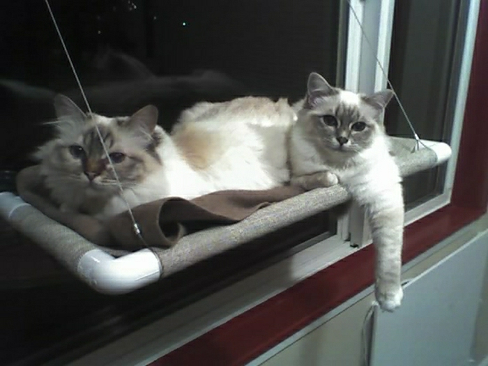 zwei-flaumige-Katzen-Hängematte-Fenster