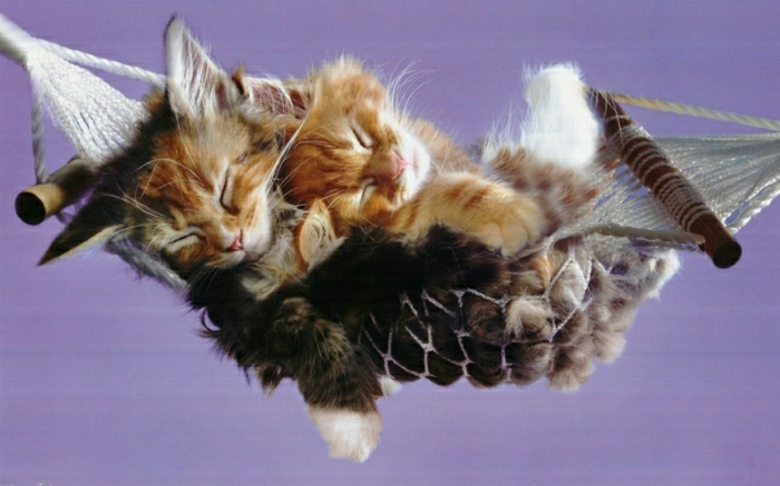 zwei-süße-Katzen-Hängematte-schlafend-Erholung