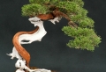 Wunderschöne Bonsai Baum Kompositionen