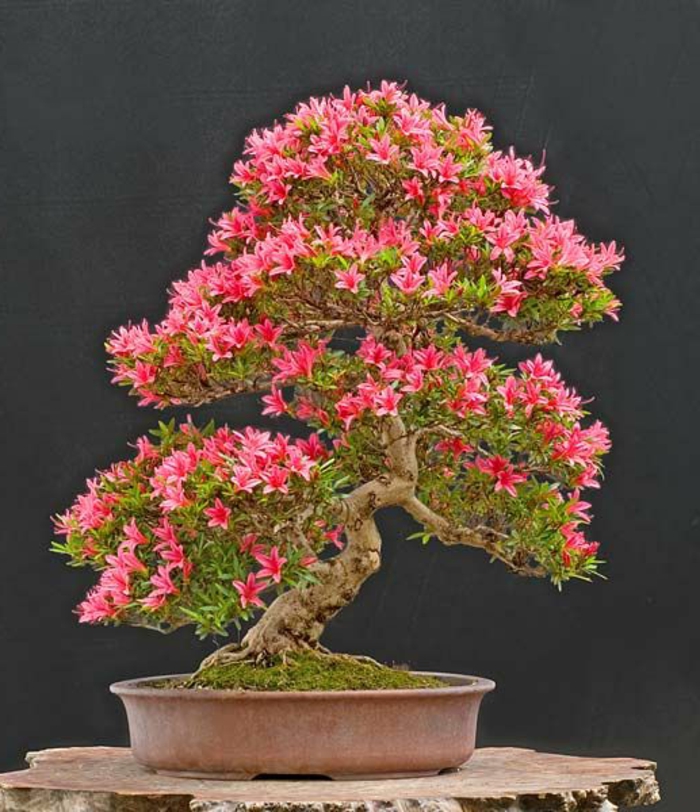 Bonsai-Azalee-Baum-rosa-Blüten-30-jährig