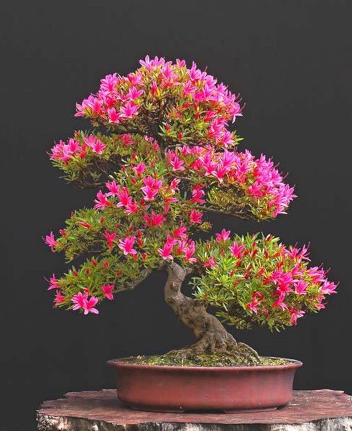 Bonsai-Baum-Blumen-Blüten-Azaleen