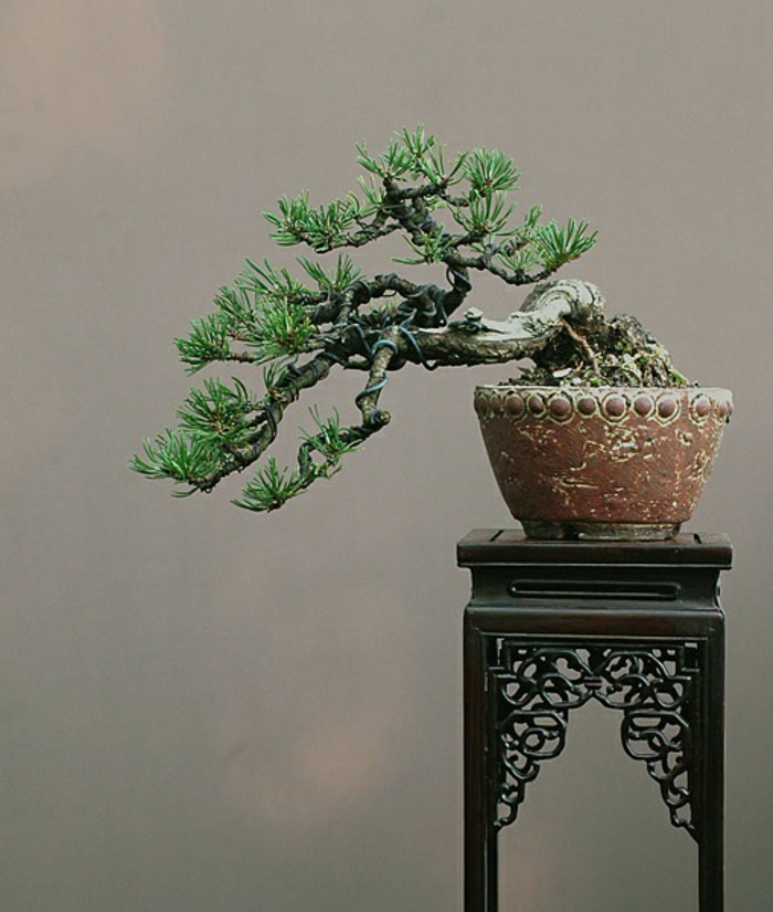 Bonsai-Baum-interessante-Form-ungewöhnlich-malerisch-schwarzer-vintage-Ständer-Blumentopf