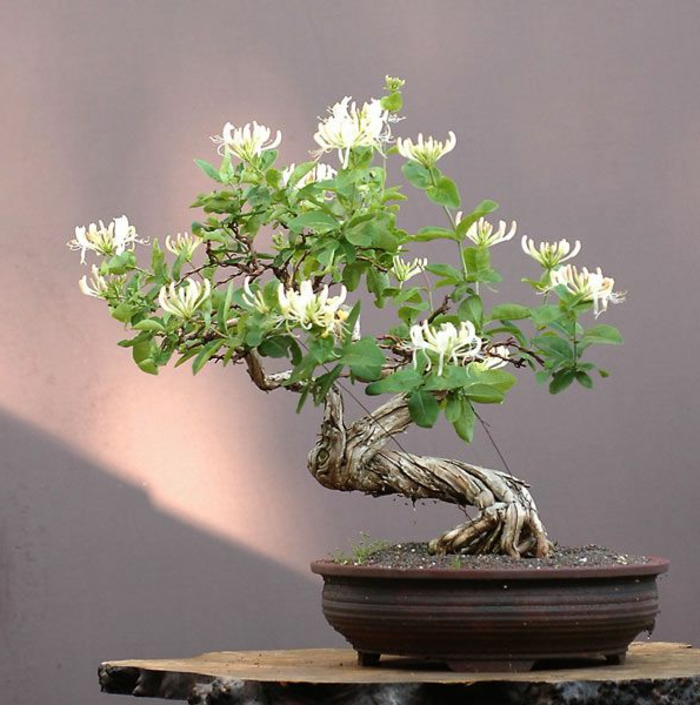 Bonsai-Blumentopf-Blüten-Art