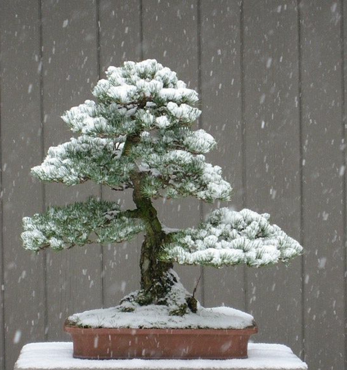 Bonsai-Kiefer-Schnee-bedeckt-Blumentopf