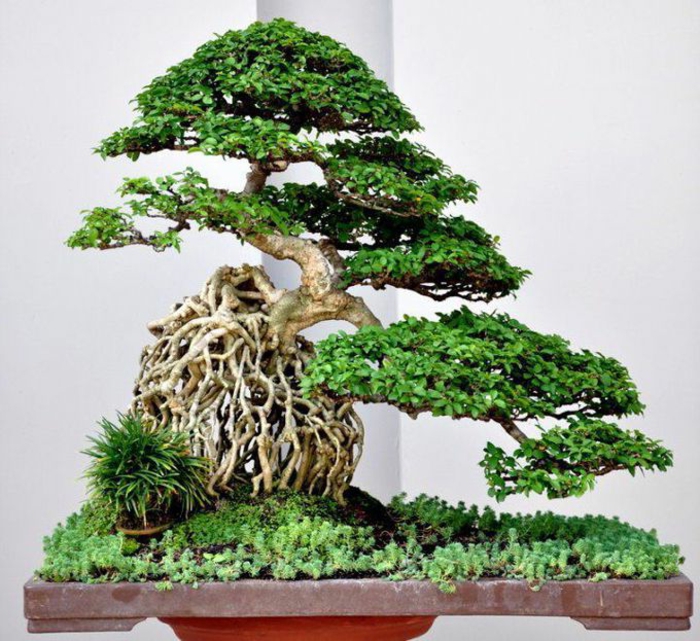 Bonsai-Kunst-Baum-Gras-schöne-Zusammensetzung