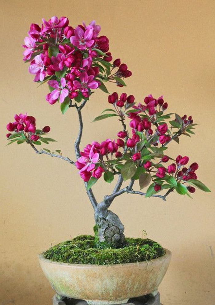 Bonsai-Kunst-Blume-Zyklamen-Farbe-Moos-keramischer-Behälter