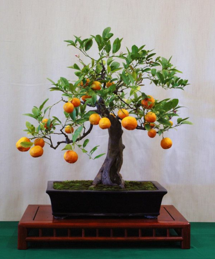 Bonsai-Orangenbaum-klein-süß-originelle-Idee