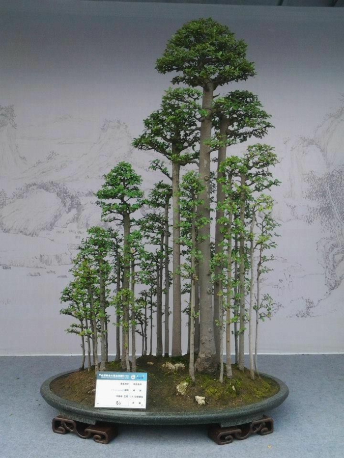 Bonsai-Wald-hohe-Bäume-Moos-Bett-schöne-Komposition