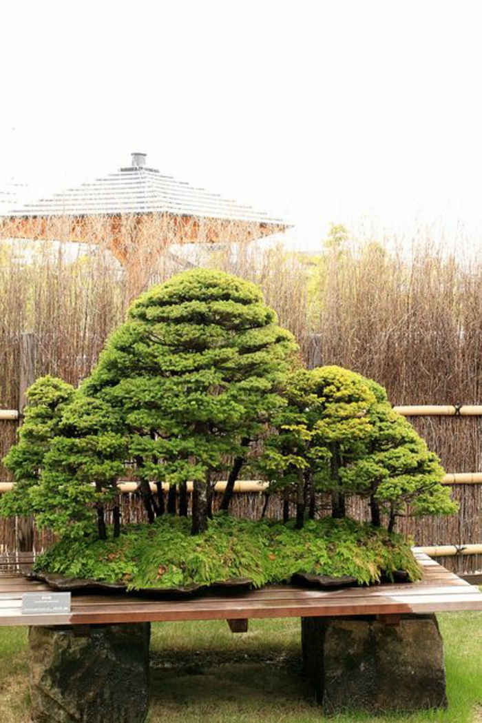 Bonsai-Wald-japanische-Kunst-art-malerisch