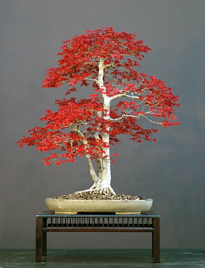 Bonsai-japanischer-Ahorn-rote-Blätter-Kunst