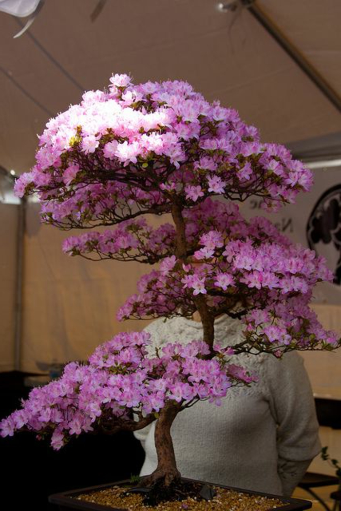 Bonsai-rosa-Blüten-Kirschbaum