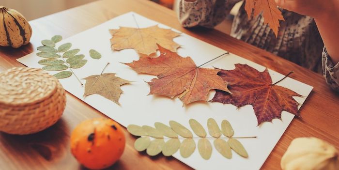 Herbstblätter in verschiedenen Formen und Farben sammeln, Basteln mit Kindern im Herbst 