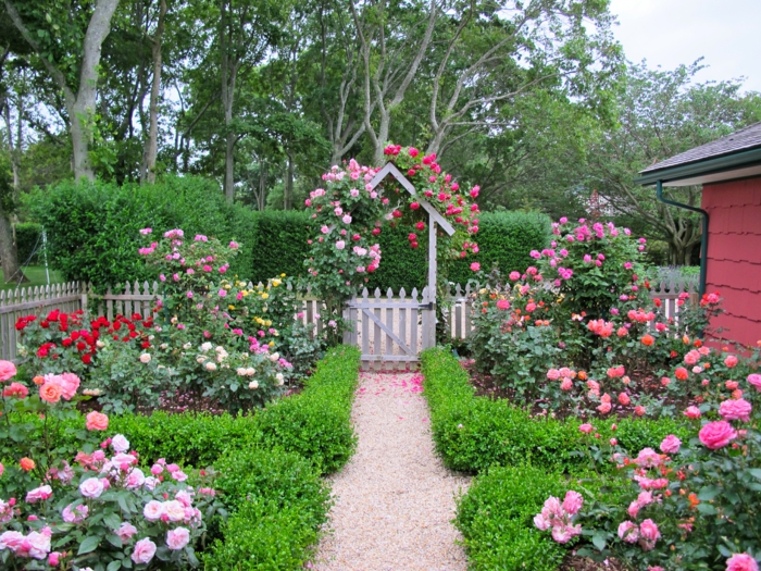 englischer-Landgarten-Rosen-verschiedene-Farben