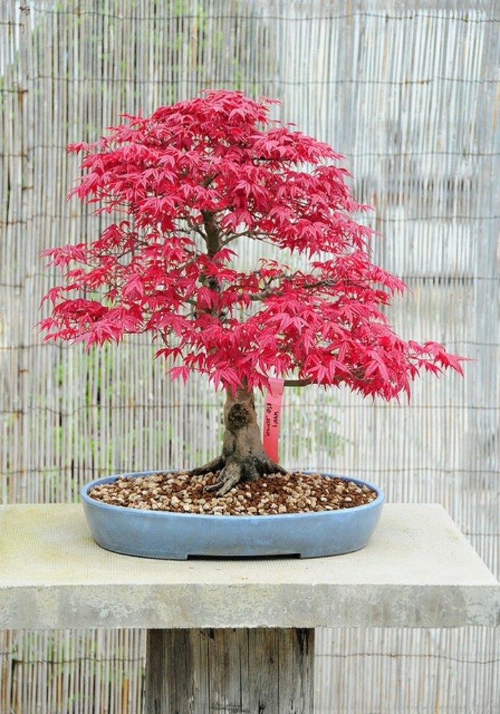 japanischer-Ahorn-Bonsai-rosa-Blätter