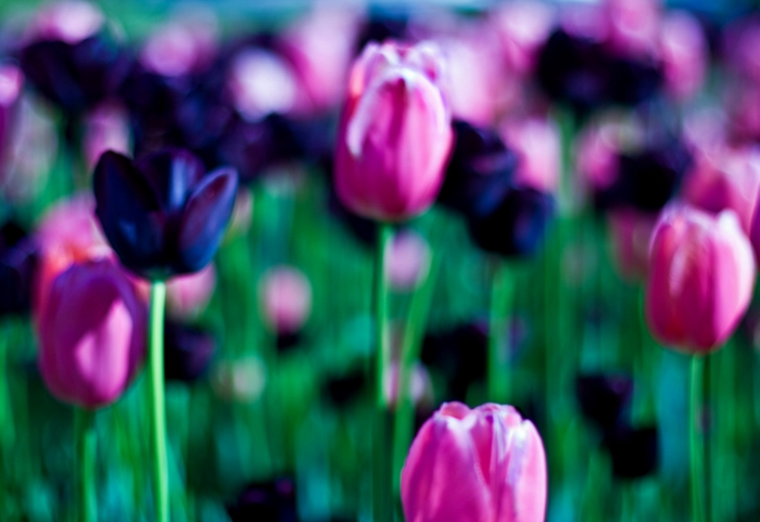 Feld-Garten-Park-Frühling-schwarze-rosa-Tulpen-wunderschönes-Bild-Ausblick