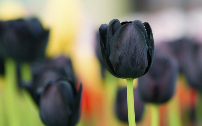 Frühlingsbild-schwarze-Tulpen-Feld-Park-romantisch
