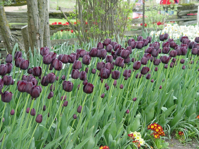 Garten-Blumen-Narzissen-Tulpen-herrlich