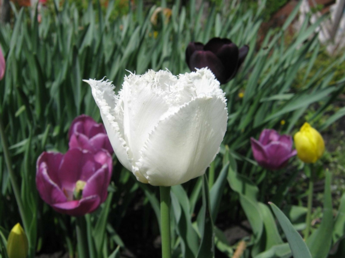 Gras-Natur-schwarze-weiße-rosa-gelbe-Tulpen