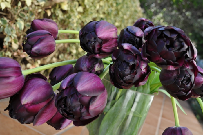 Strauß-wunderschöne-schwarze-Tulpen-Frühlingsblumen