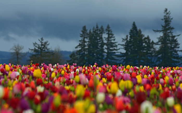 Tulpen-Feld-rosa-schwarze-gelbe-rote-Tulpen-romantisch-bezaubernd-herrlich-Natur-Frühling-frisch