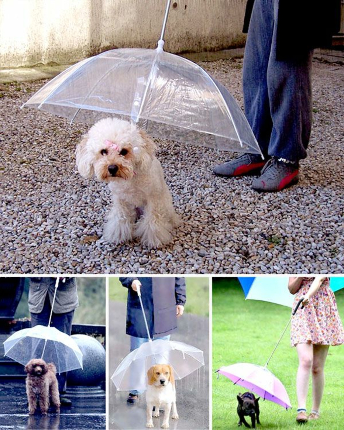 ausgefallene-regenschirme-kleine-wunderschöne-hunde