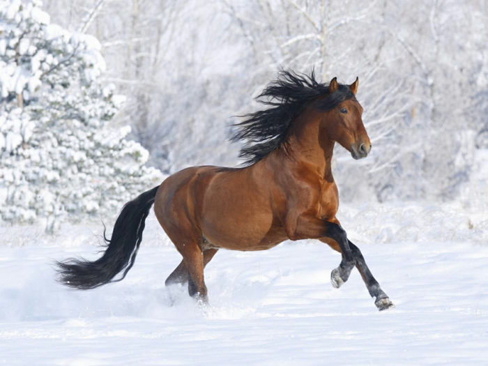 braunes-pferd-im-schnee