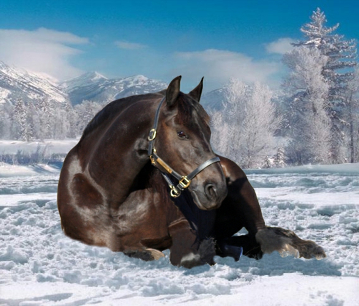 dunkles-pferd-im-schnee