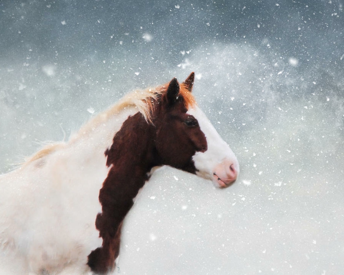 eine-illustration-pferd-im-schnee