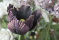 Schwarze Tulpen Fotos – die Natur von nah!
