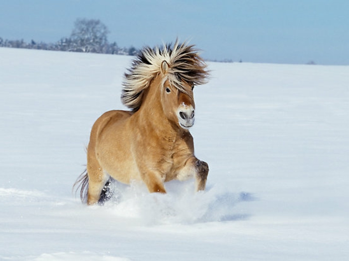einmaliges-foto-pferde-im-schnee