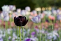 Schwarze Tulpen Fotos – die Natur von nah!