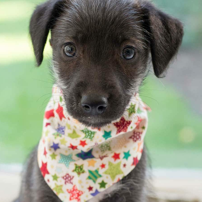 Super süße Bilder von Halstuch für Hund!