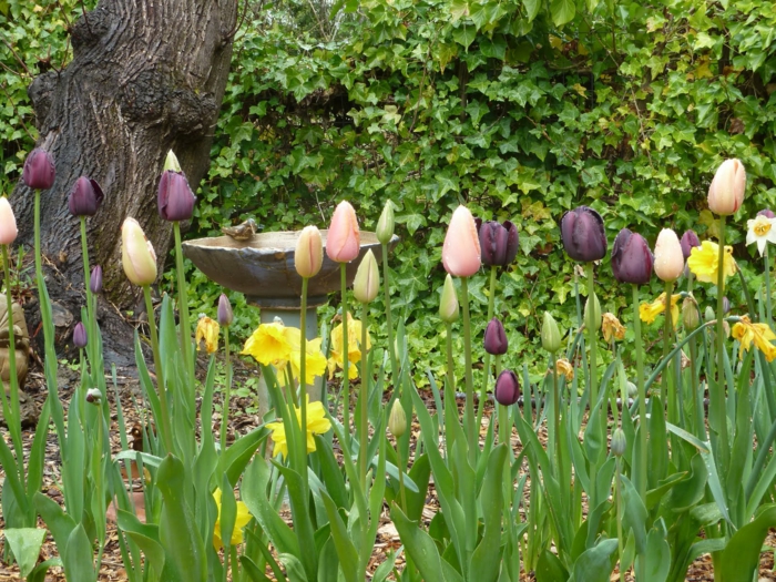 gut-gepflegter-Garten-Vielfalt-von-Blumen-rosa-schwarze-gelbe-Tulpen-Wasserbrunnen