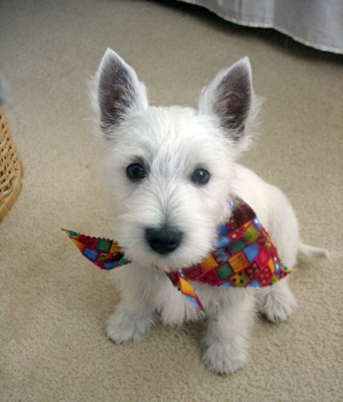 Super süße Bilder von Halstuch für Hund!