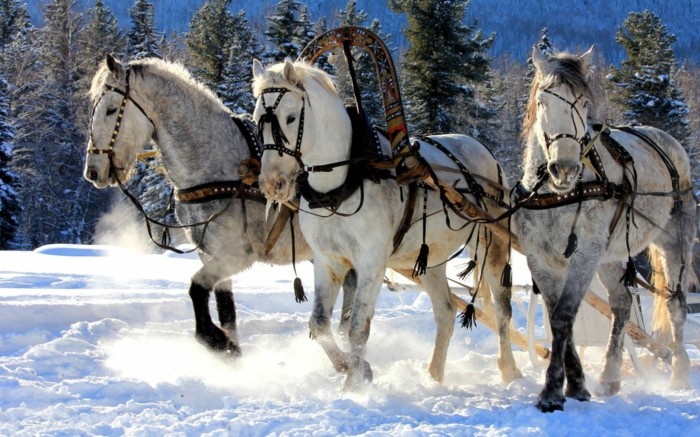 herrliches-foto-pferde-im-schnee