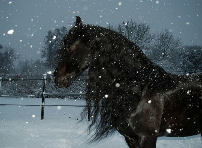 pferde im schnee herrliche bilder zum inspirieren