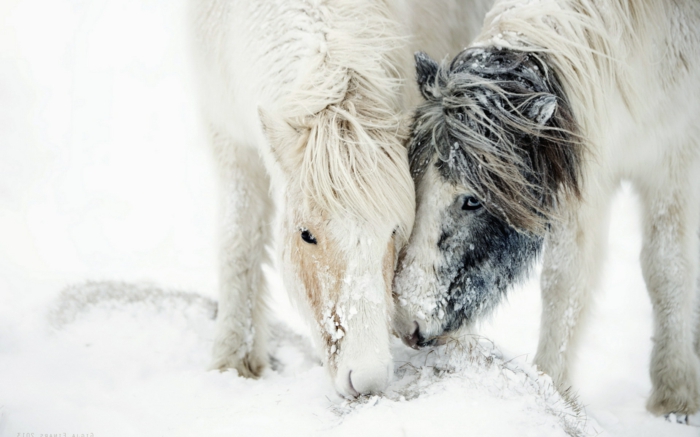 interessante-pferde-im-schnee