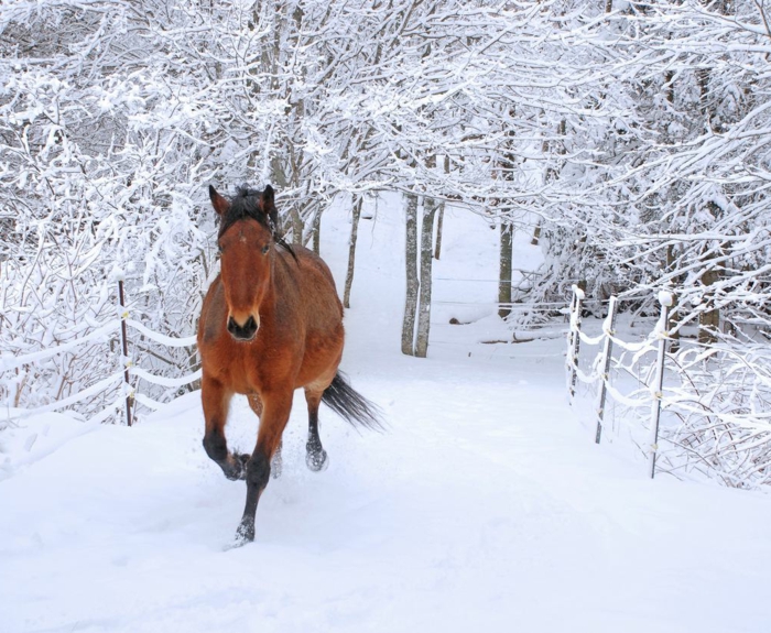 laufendes-pferd-im-schnee