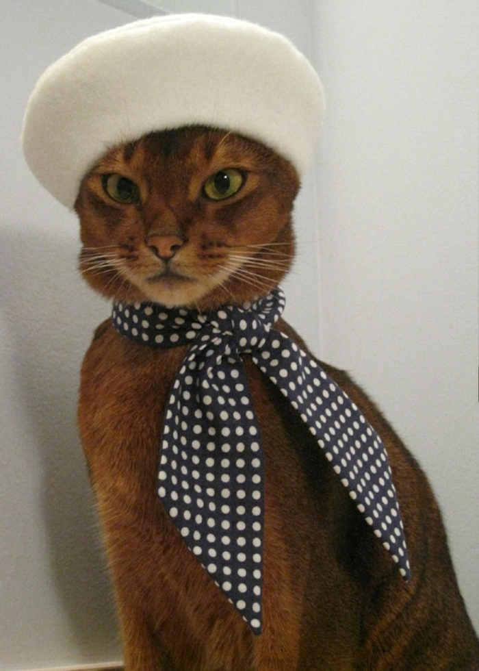 lustiges-Foto-Katze-französische-Mütze-weiß-Wolle-Polka-Dot-Band