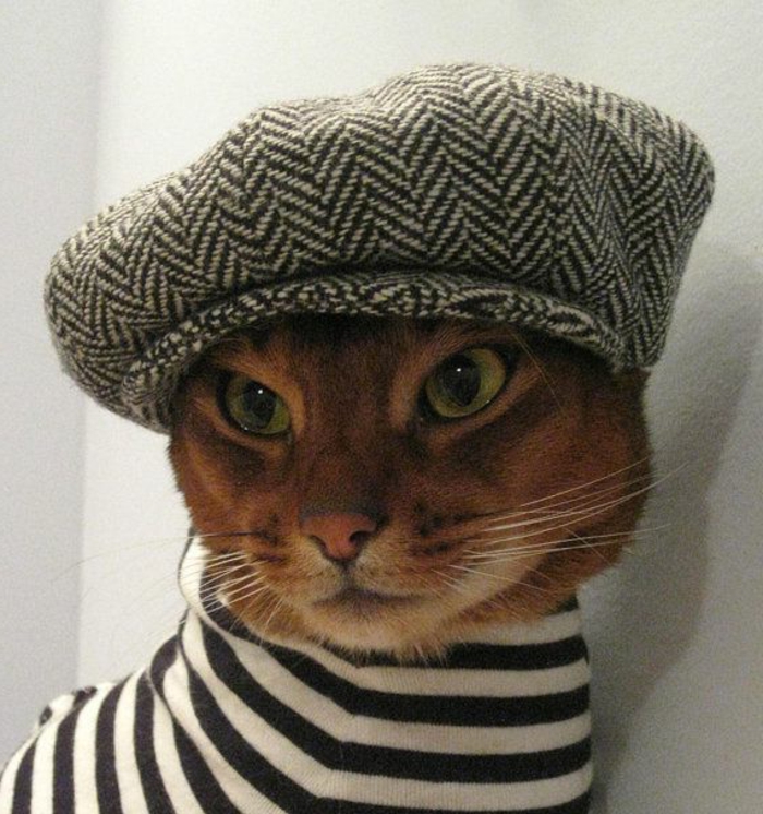 lustiges-Foto-Katze-französischer-hut-Barett-Mütze