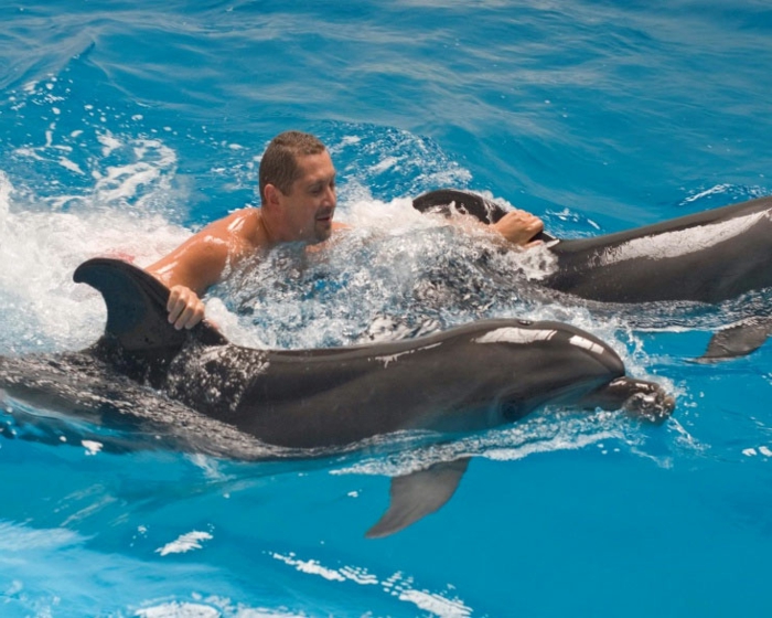 mit-delfinen-schwimmen-originelle-foto
