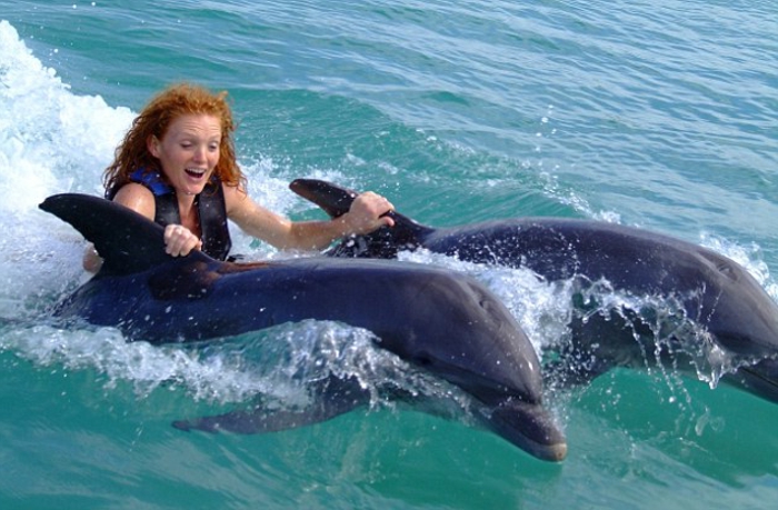 schwimmen mit delfinen - wunderschönes bild