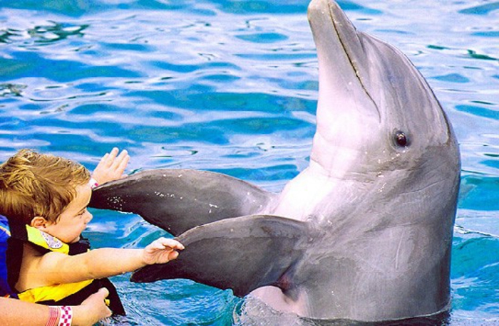 mit-delfinen-schwimmen-süßes-aussehen
