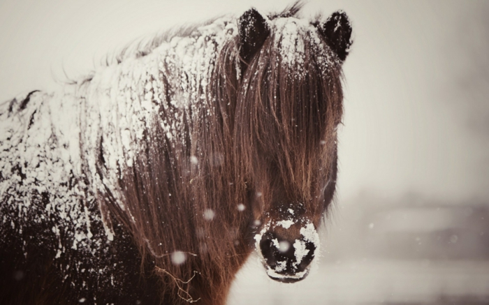 pferde-im-schnee-interessantes-bild
