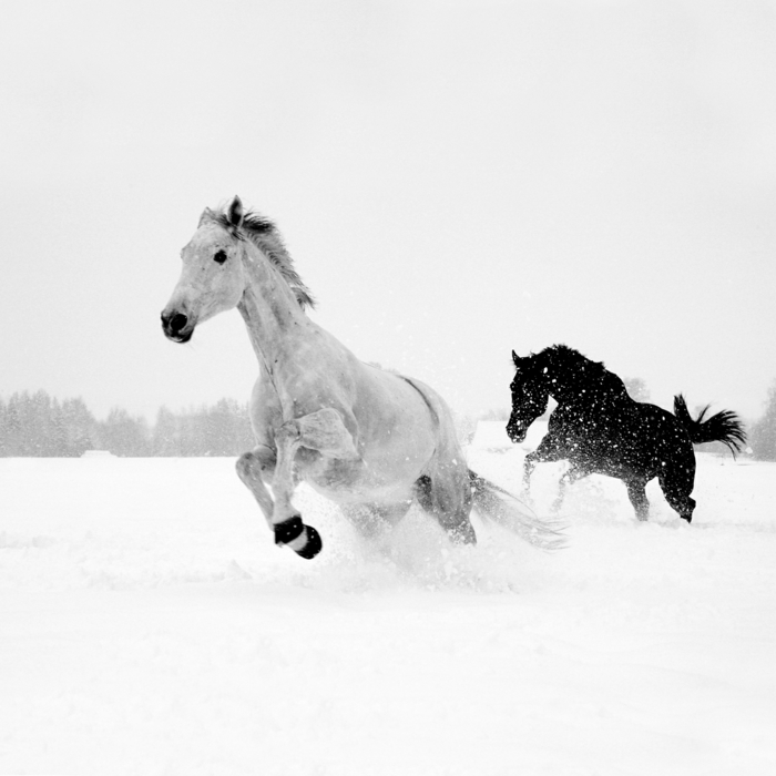 pferde-im-schnee-weiß-und-schwarz