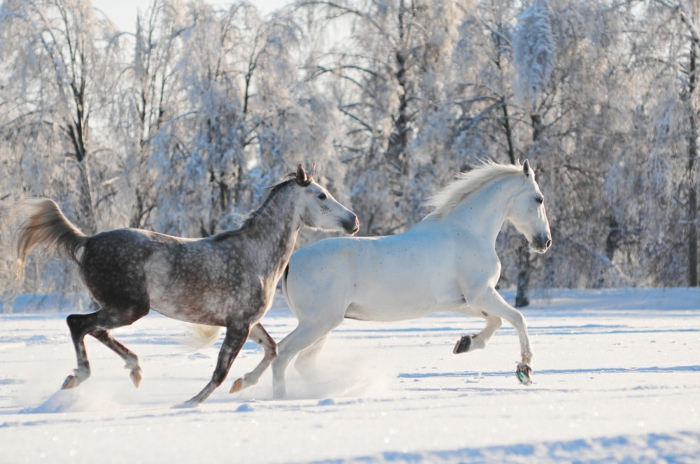pferde-im-schnee-zwei-sehr-schöne-tiere